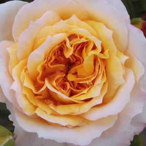 Narudžba ruža - Žuta - Ružičasta - nostalgična ruža - intenzivan miris ruže - Rosa  Georges Denjean - Dominique Massad - -